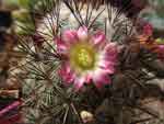 Mammillaria microhelia v. microheliopsis