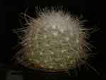 Mammillaria senilis