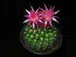 Neoporteria ssp.