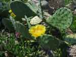 Opuntia ssp.