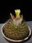 Parodia comosa