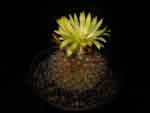 Parodia formosa