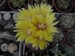 Parodia mutabilis