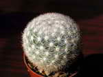 Mammillaria candida