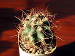 Ferocactus sp