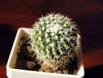 Mammillaria nejapensis