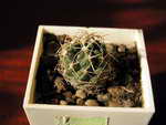 Coryphantha bumamma