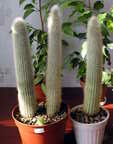 Cleistocactus strausii