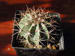 Melocactus huallancaensis