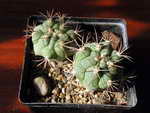 Gymnocalycium saglionis