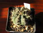 Gymnocalycium hossei