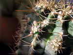 Gymnocalycium sutterianum