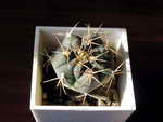 Gymnocalycium depressum