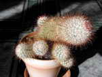 Mammillaria bombicina