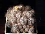 Mammillaria prolifera