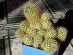 Mammillaria wildii