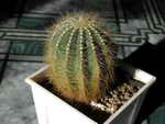 Notocactus magnificus