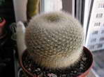 Brasilicactus haselbergii