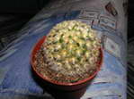 Mammillaria carminea