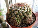 Mammillaria wobernensis