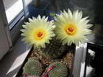 Notocactus sp