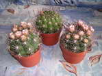 Gymnocalycium saglionis