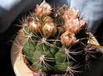 Gymnocalycium saglionis