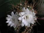 Gymnocalycium sutterianum