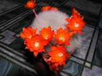 Rebutia sp