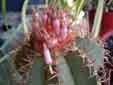 Melocactus matanzanus 