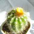 Parodia sp