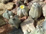 Astrophytum myriostigma