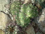 Gymnocalycium