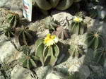 Astrophytum ornatum