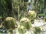 Echinocactus grusonii