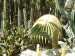 Echinocactus grusonii  Notocactus Leninghausii