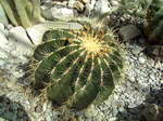 Ferocactus Histrix