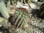 Ferocactus Recurvus