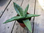 Aloe