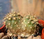 Acanthocalycium