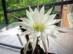 Echinopsis_riviere_decaraltii
