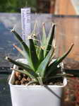 Leuchtenbergia_principis