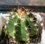 Melocactus_matanzanus