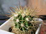 Melocactus_oreas