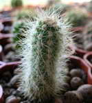 Parodia sp