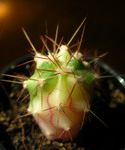 Ferocactus diguetii