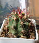 Ferocactus eastwoodiae