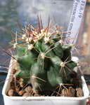 Ferocactus emoryi