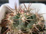 Ferocactus fordii