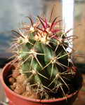 Ferocactus gatesii